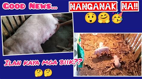 Nanganak na ang Overdue na Inahing Baboy!!/ Ilan .